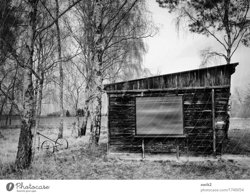 Abgewickelt Umwelt Natur Landschaft Himmel Pflanze Baum Gras Sträucher Birke Birkenwald Gebäude Kiosk Holzhütte Blockhaus Fassade einfach trist Traurigkeit