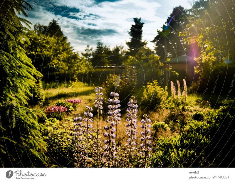 Duftgarten Umwelt Natur Landschaft Pflanze Himmel Wolken Frühling Klima Schönes Wetter Baum Blume Gras Sträucher Blatt Blüte Lupine Lupinenblüte Garten Blühend