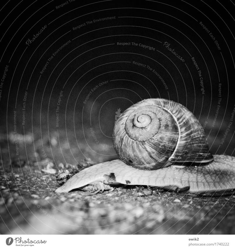 Fotofalle Umwelt Natur Tier Schnecke 1 bedrohlich dunkel nah Geschwindigkeit achtsam Wachsamkeit Gelassenheit geduldig Leben Ausdauer Schneckenhaus geblitzt