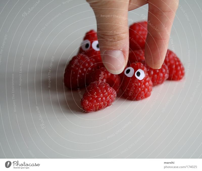 Himbeere in Gefahr Farbfoto Lebensmittel Frucht Marmelade Ernährung Essen Bioprodukte Vegetarische Ernährung Diät Hand Finger frisch Gesundheit lecker rot