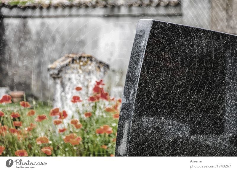 der letzte Mohn Natur Pflanze Blume Friedhof Grabstein Mauer Mauerpflanze Stein alt grau rot schwarz demütig Trauer Tod Farbfoto Gedeckte Farben Außenaufnahme