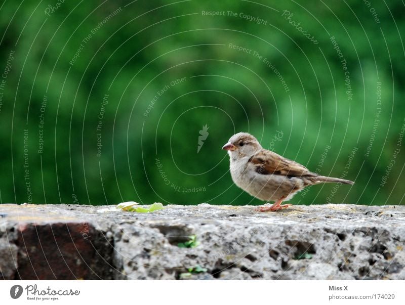 Süßer Spatz Außenaufnahme Nahaufnahme Detailaufnahme Menschenleer Blick in die Kamera Umwelt Natur Frühling Sommer Tier Vogel Flügel 1 Tierjunges Brunft füttern