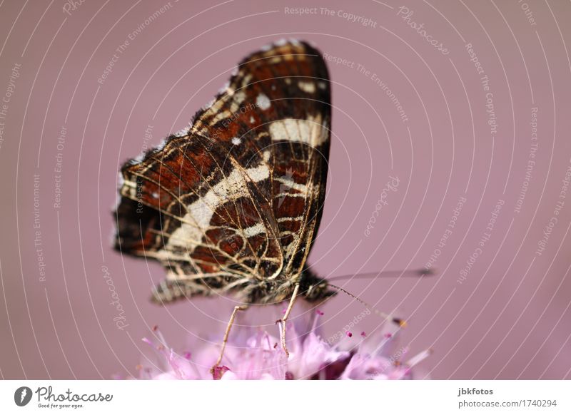 [ohne Titel] Lifestyle exotisch Freude Glück Umwelt Natur Tier Wildtier Schmetterling 1 Fröhlichkeit Zufriedenheit Lebensfreude Frühlingsgefühle Neugier