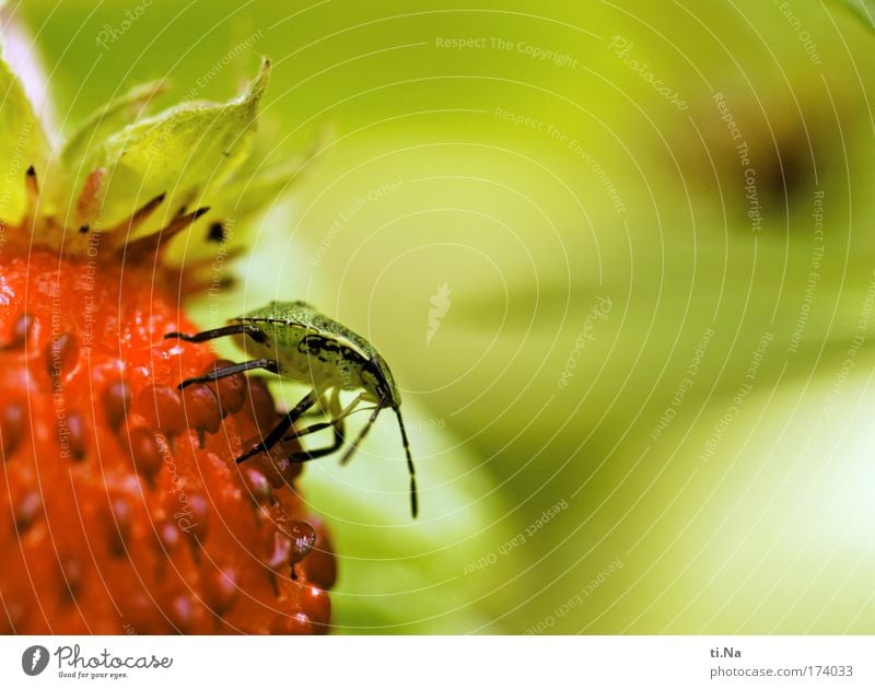 Das ist meine! Farbfoto Außenaufnahme Makroaufnahme Textfreiraum rechts Tag Umwelt Natur Landschaft Pflanze Tier Nutzpflanze Wildpflanze Wald-Erdbeere Wildtier