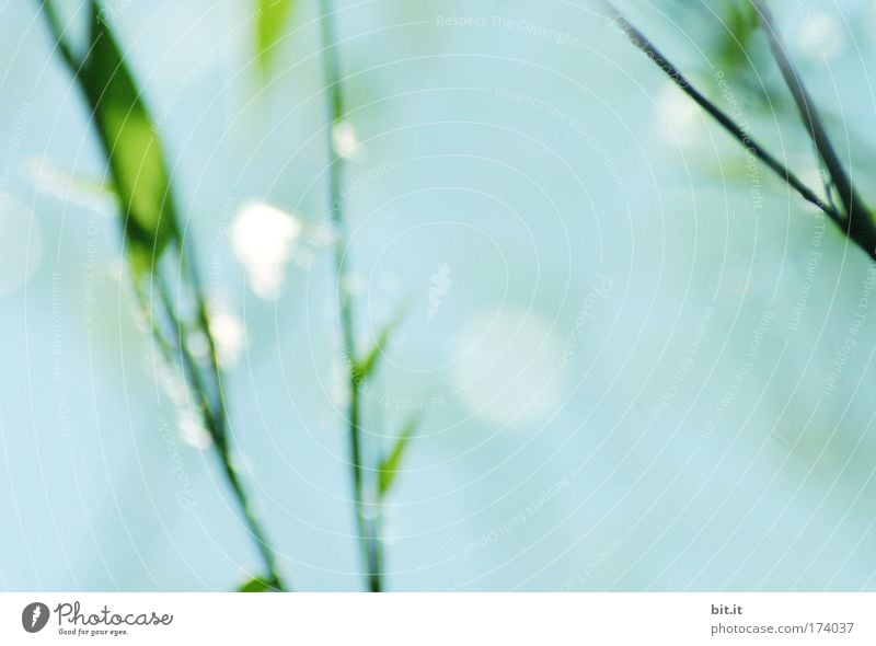 [PC-Usertreff Züri]: China am Zürchersee schön harmonisch Erholung ruhig Himmel Sonnenlicht Pflanze Gras Sträucher glänzend leuchten natürlich blau schimmern