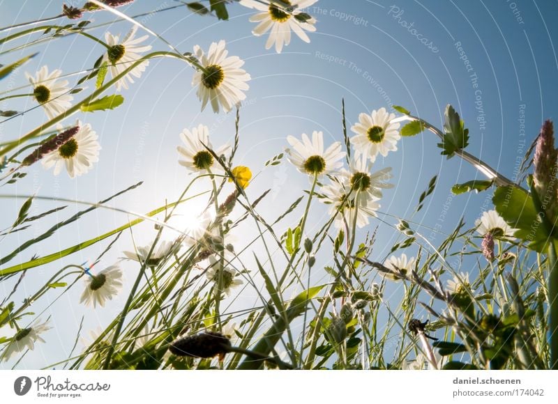 Ameisenperspektive Gedeckte Farben Sonnenlicht Sonnenstrahlen Gegenlicht Pflanze Wolkenloser Himmel Sommer Blume Gras Wiese ästhetisch blau grün weiß