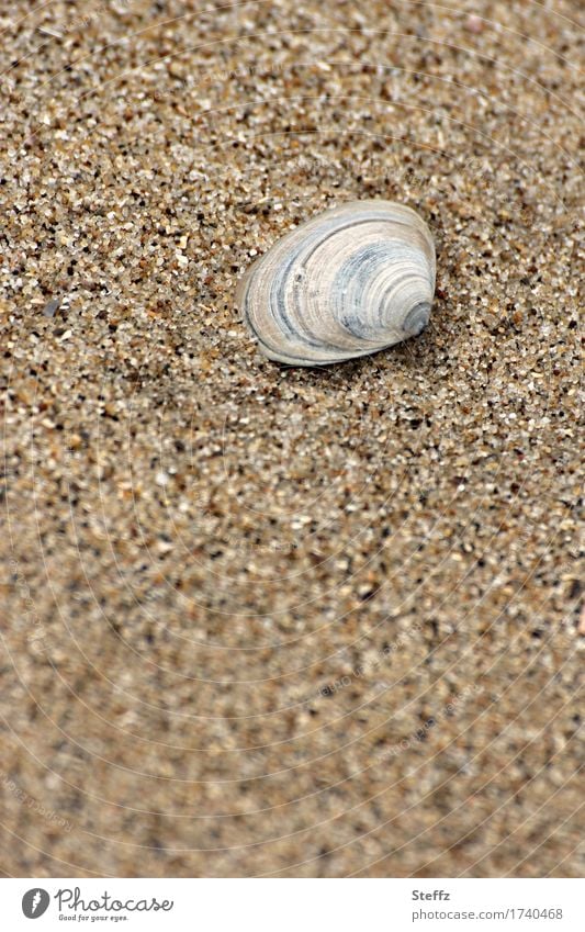 Strandmuschel Muschelschale Sandstrand Nordseemuschel Sandkörner Salzwassermuschel Wohlgefühl Erholung Gelassenheit Sommer im Norden Nordseeurlaub