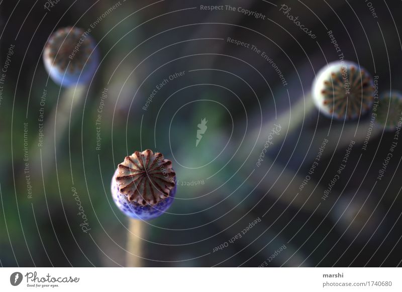 Mohnköpfe Natur Landschaft Pflanze Sommer Blume Wildpflanze Garten Wiese Stimmung Mohnfeld Mohnkapsel Unschärfe Farbfoto Außenaufnahme Nahaufnahme