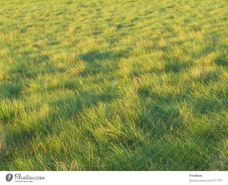 gras Gras grün Wiese Herbst Strukturen & Formen Wind sonne am boden Spaziergang