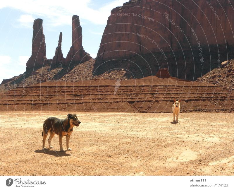 Wilde Hunde im Monument Valley Farbfoto Gedeckte Farben Außenaufnahme Dämmerung Schatten Silhouette Totale Tierporträt Ferien & Urlaub & Reisen Abenteuer Ferne