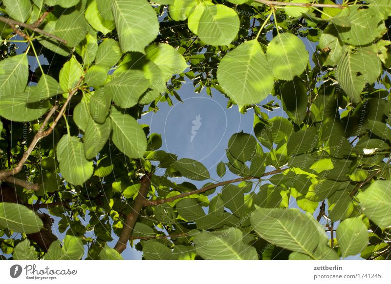 Kirschbaum Durchblick Ast Baum Erholung Ferien & Urlaub & Reisen Garten Gras Himmel Schrebergarten Kleingartenkolonie Natur Pflanze Rasen ruhig Sommer Baumstamm