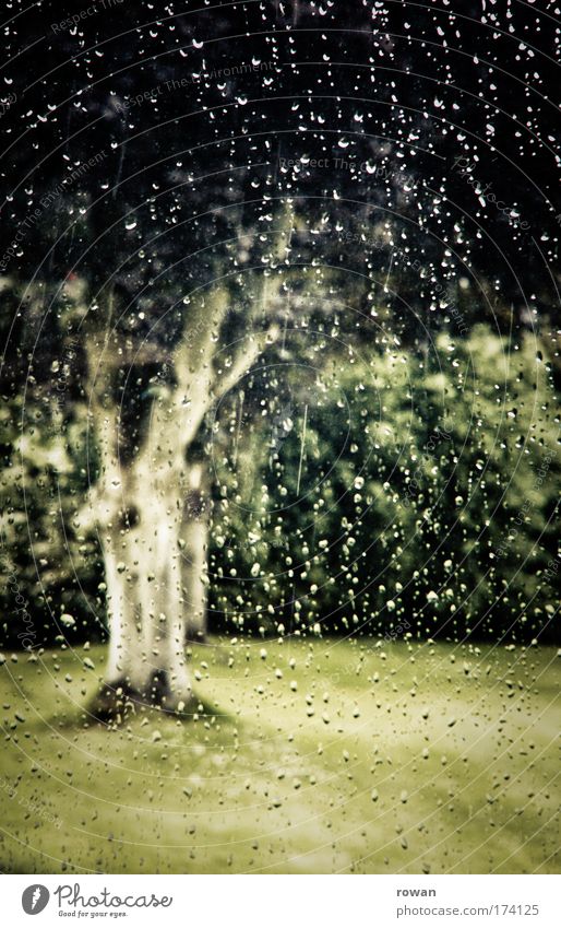 blick aus dem fenster Farbfoto Gedeckte Farben Außenaufnahme Tag Natur schlechtes Wetter Unwetter Regen Gewitter Pflanze Baum Gras Grünpflanze Park Wiese Blick