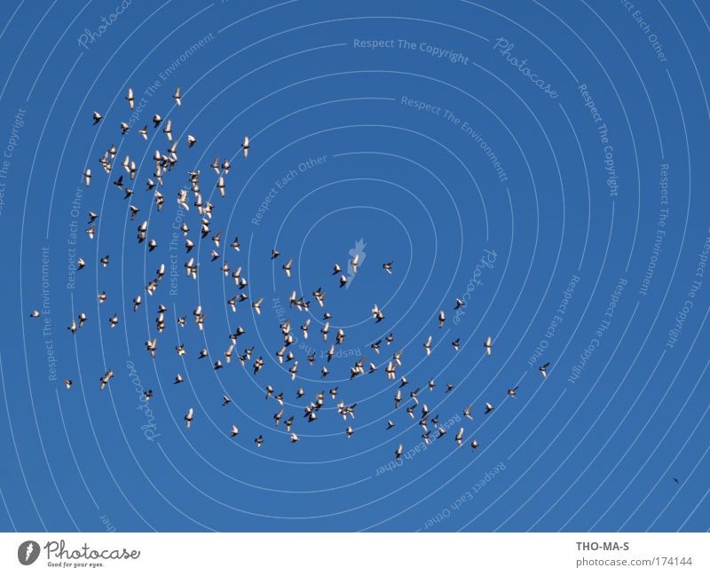 Gruppenzwang Pokal Tier Himmel Wolkenloser Himmel Schönes Wetter Wildtier Vogel Taube Flügel Feder Tiergruppe Schwarm Brunft fliegen frei Unendlichkeit wild