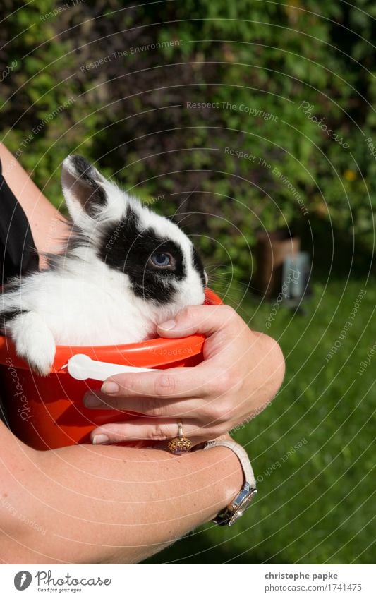 Hase is im Eimer Garten Tier Haustier Tiergesicht Fell Pfote 1 tragen Neugier niedlich Hase & Kaninchen Müdigkeit Farbfoto Außenaufnahme Textfreiraum oben Tag