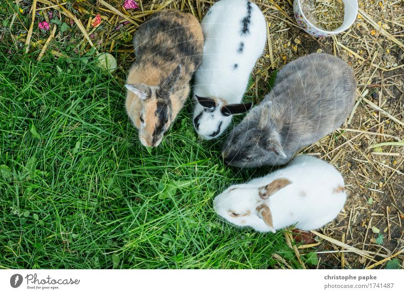 Mümmelnd Tier Haustier Fell Streichelzoo 4 Tiergruppe Fressen füttern niedlich Tierliebe Hase & Kaninchen Essen Gras Farbfoto Menschenleer Tag Vogelperspektive