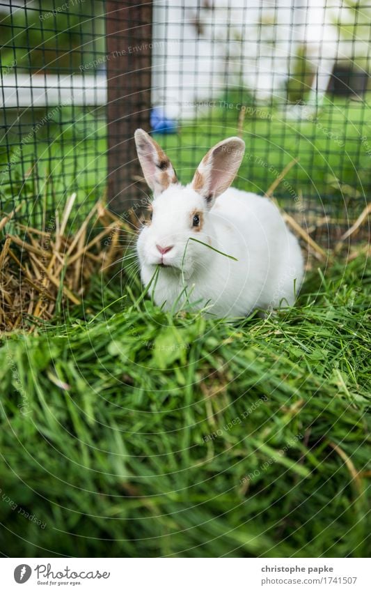 Grün bevorzugt Gras Tier Haustier Tiergesicht Fell Hase & Kaninchen 1 Fressen niedlich außengehege Käfig Farbfoto Außenaufnahme Schwache Tiefenschärfe