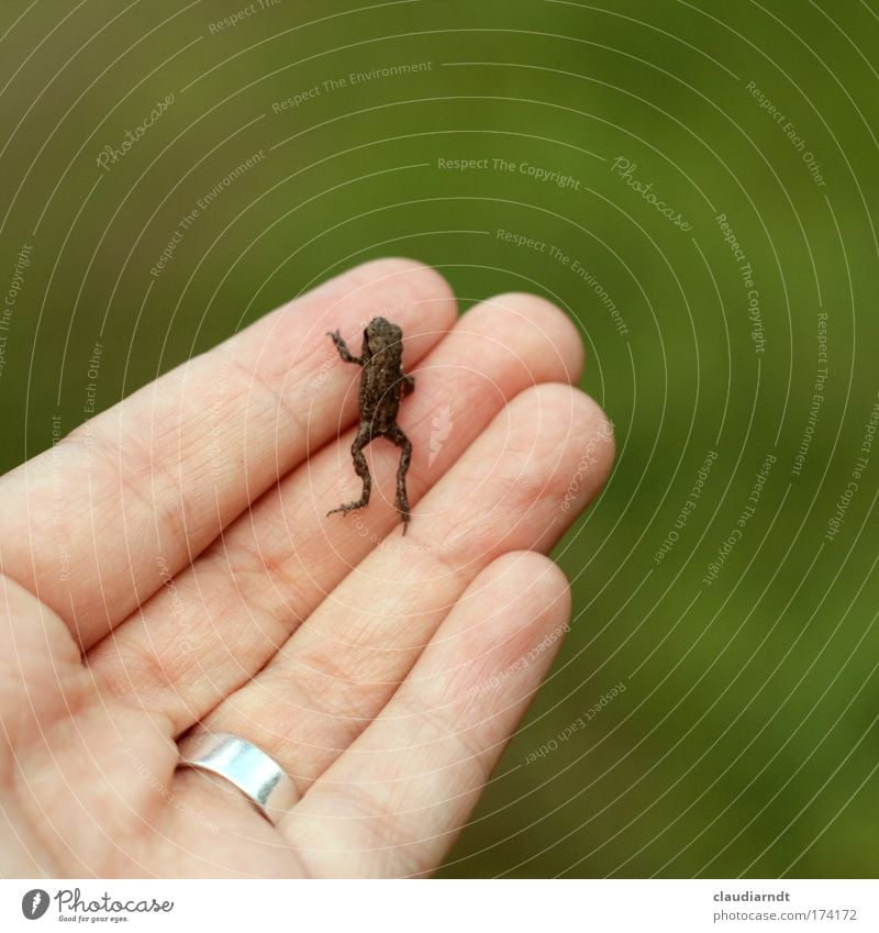 Froschkönig Farbfoto Außenaufnahme Textfreiraum rechts Textfreiraum oben Tag Schwache Tiefenschärfe Hand Finger Natur Tier Ring Wildtier Kröte 1 Tierjunges