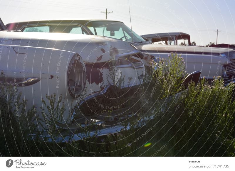 Blumen auf Autowrack Verkehrsunfall Fahrzeug PKW Oldtimer Limousine DeSoto Chevrolet Firedome Straßenkreuzer alt ästhetisch dreckig dunkel groß historisch retro