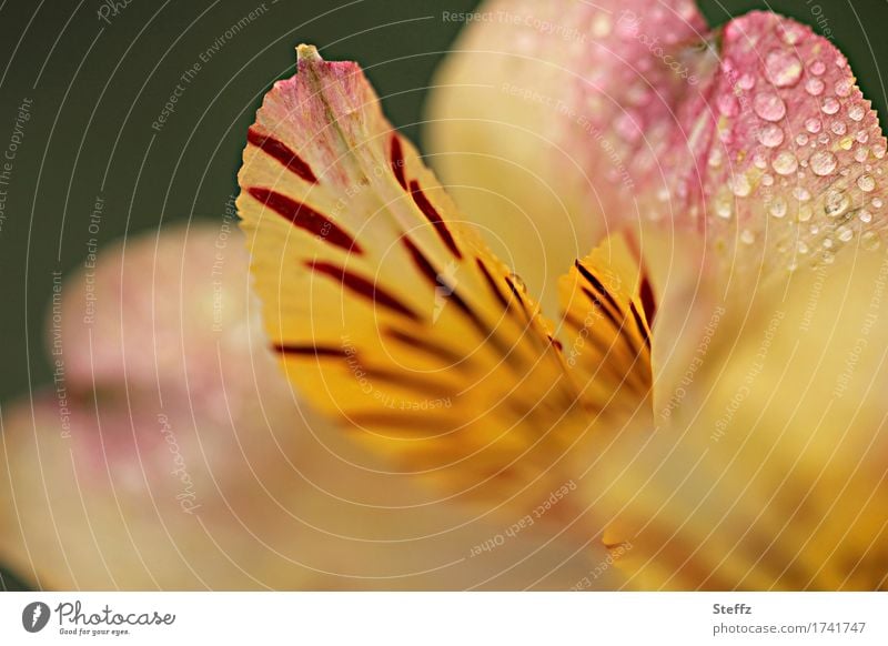 Inkalilie nach dem Sommerregen im Garten Lilie Peruanische Inkalilie Alstroemeria Peruanische Lilie blühende Lilie Lilienblüte Gartenhybride Regentropfen