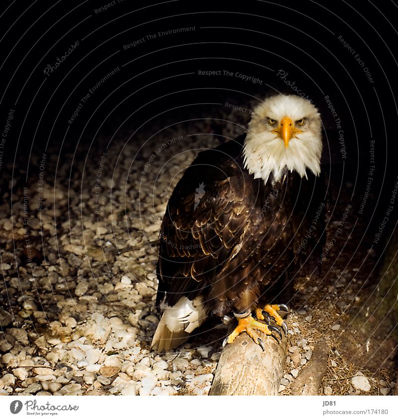 wenn Blicke töten könnten... Farbfoto Außenaufnahme Textfreiraum oben Unschärfe Tierporträt Vorderansicht Blick in die Kamera Blick nach vorn Wildtier 1