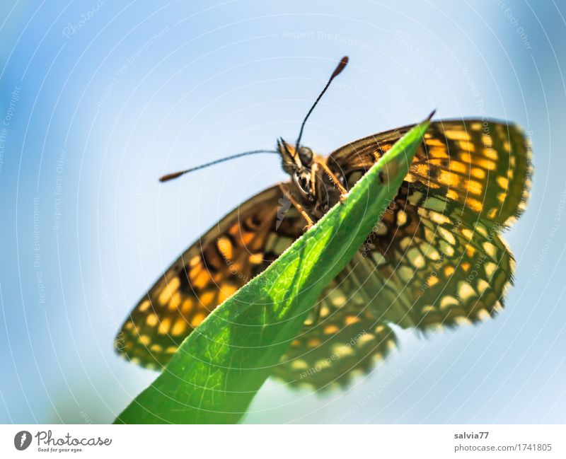 Froschperspektive Natur Tier Himmel Sonnenlicht Frühling Sommer Pflanze Blatt Wiese Schmetterling Flügel Insekt scheckenfalter Fühler 1 genießen nah blau grün