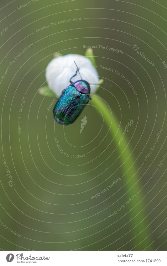 obenauf Umwelt Natur Pflanze Tier Frühling Sommer Blume Blüte Wildpflanze Wiese Käfer 1 genießen ästhetisch glänzend rund schön blau grün weiß Frühlingsgefühle