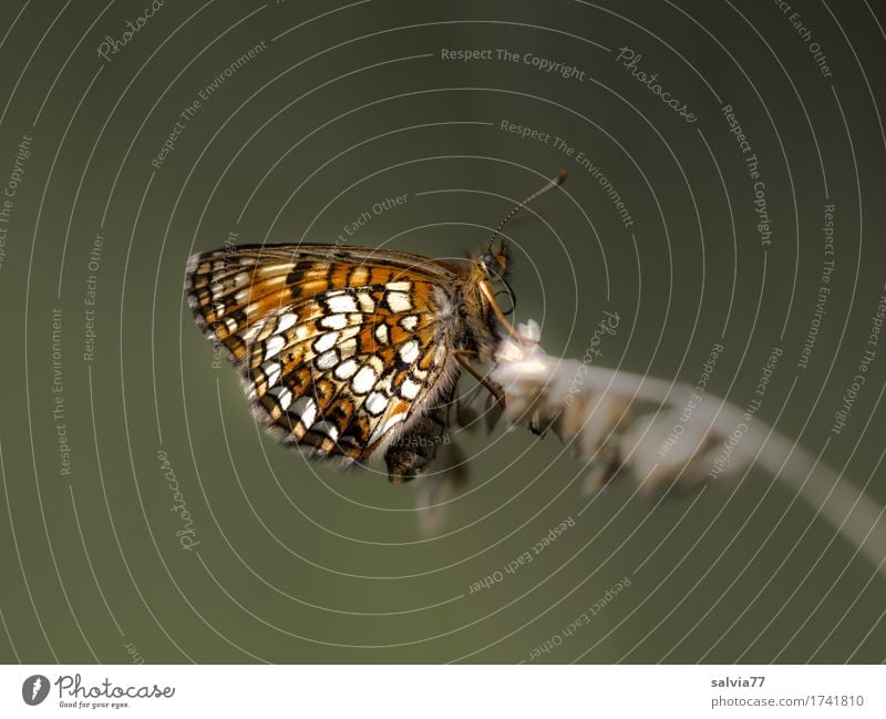 Rüssel einrollen Umwelt Natur Sommer Pflanze Gras Blüte Tier Schmetterling Insekt Scheckenfalter 1 ästhetisch oben schön braun grau orange ruhig einzigartig