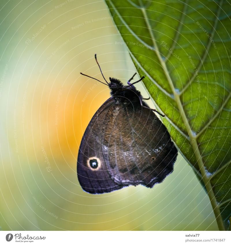 Augenblick Umwelt Natur Pflanze Tier Sommer Blatt Blattadern Wildtier Schmetterling Flügel Insekt Augenfalter 1 Erholung krabbeln warten natürlich grün orange