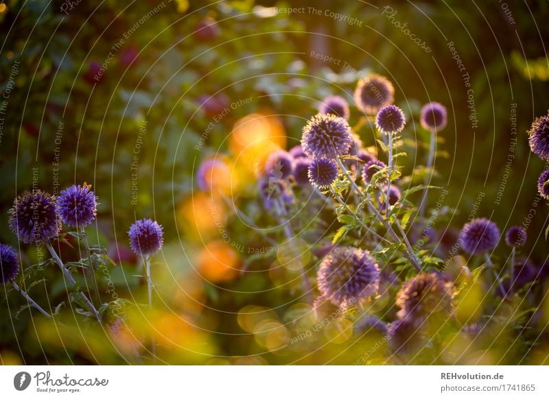 leuchtpommel Umwelt Natur Pflanze Sommer Blume Sträucher Blüte Wildpflanze Garten Blühend leuchten Wachstum ästhetisch natürlich gold grün Farbfoto Menschenleer