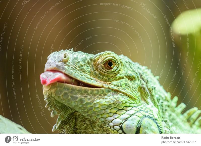 Grünes Leguan-Porträt Umwelt Natur Tier Wildtier Tiergesicht 1 beobachten Jagd Kommunizieren krabbeln Blick mehrfarbig grün rot Farbe Leguane Waldeidechse