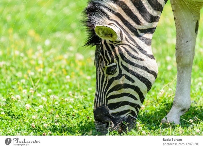 Wilder Zebra, der auf neuer grüner Rasenfläche weiden lässt Umwelt Natur Tier Wildtier Tiergesicht 1 Essen Fressen füttern einfach frei Freundlichkeit frisch