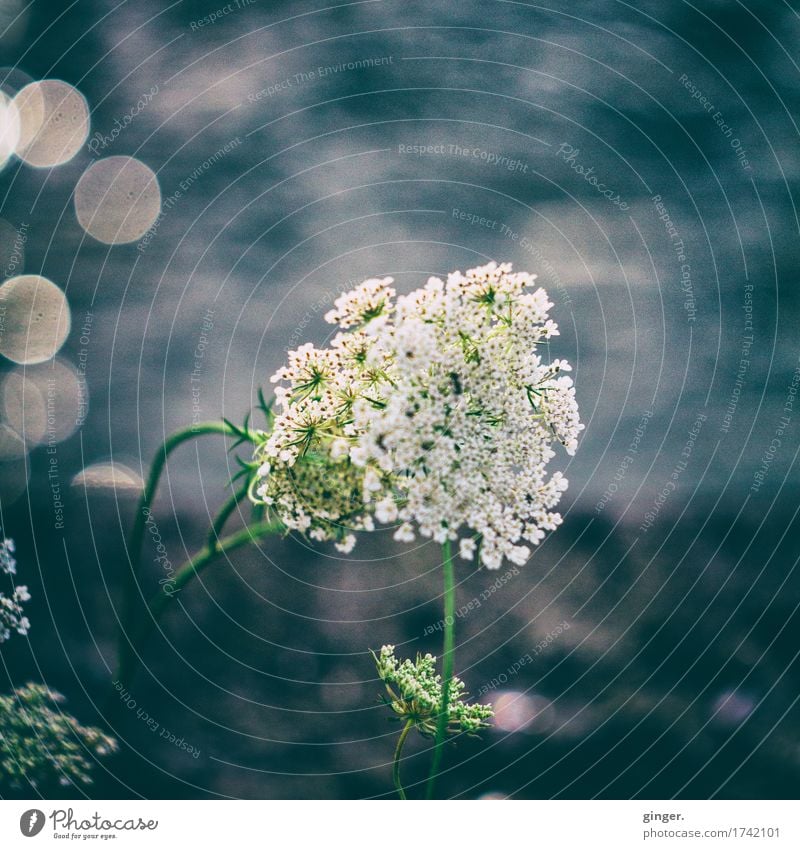 Here I am (Blume am Flussufer Mayer Görlitz Objektiv) Sommer Pflanze Wildpflanze blau weiß Unschärfe Schwache Tiefenschärfe Fleck Doldenblüte Wasser Stengel