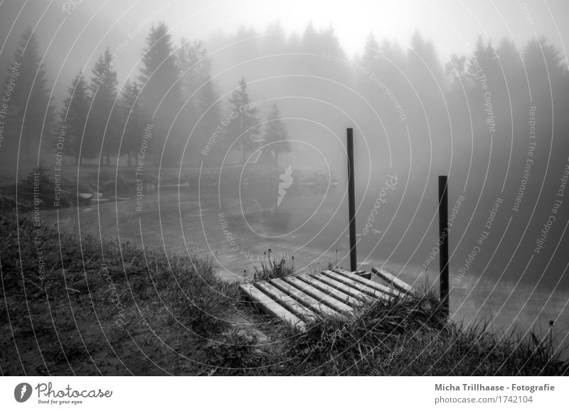 Nebel am See Ausflug Umwelt Natur Landschaft Erde Luft Wasser Klima Wetter Pflanze Gras Wiese Wald Seeufer Menschenleer Steg entdecken Schwimmen & Baden kalt