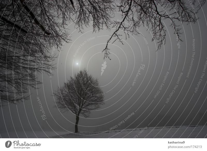 frozen harry Schwarzweißfoto Gedeckte Farben Außenaufnahme Dämmerung Sonnenaufgang Sonnenuntergang Winter Schnee Winterurlaub Umwelt Natur Landschaft Pflanze