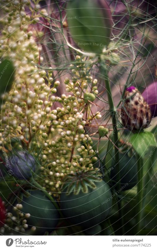 9 Farbfoto Innenaufnahme Muster Menschenleer Pflanze Blüte Dekoration & Verzierung Blumenstrauß fantastisch natürlich schön träumen Natur Stimmung Mohnkapsel