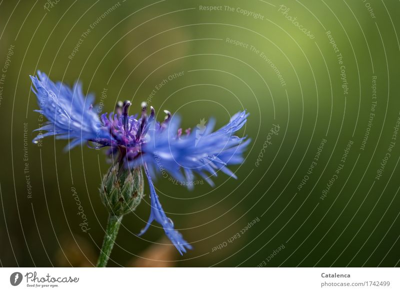 Kornblume Natur Pflanze Sonnenlicht Sommer Schönes Wetter Blume Blüte Garten Blühend blau grün violett orange Stimmung Lebensfreude Vergänglichkeit