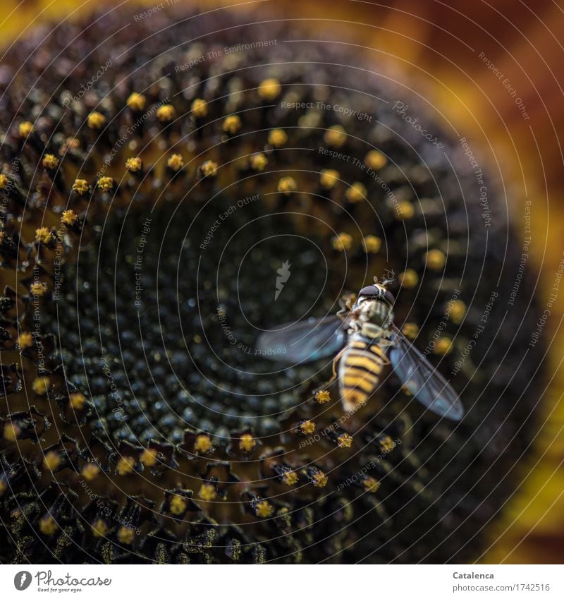 Rundum; Schwebefliege auf Sonnenblume Natur Pflanze Sommer Blume Blüte Garten Tier Insekt 1 fliegen krabbeln frei braun gelb orange Energie nachhaltig