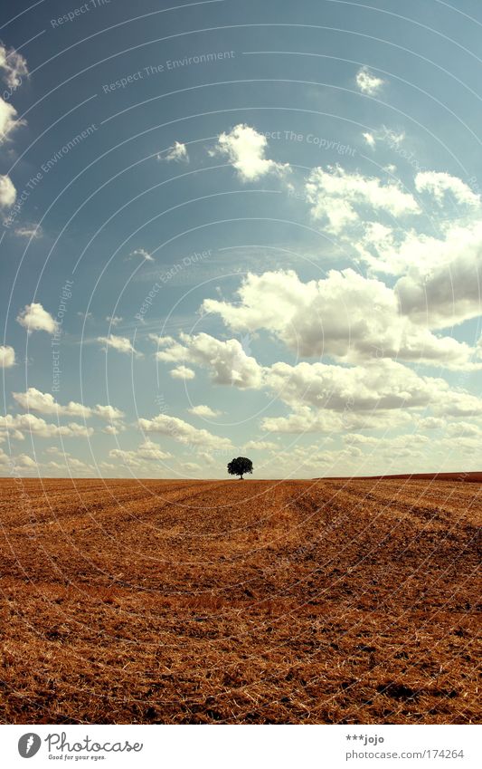 aestival. Farbfoto Außenaufnahme Menschenleer Textfreiraum oben Tag Sonnenlicht Sommer Umwelt Natur Landschaft Pflanze Erde Himmel Klima Klimawandel