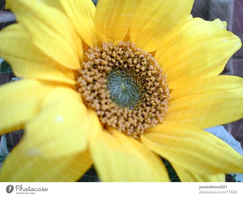 Blume, oder Sonnenblume Blüte Blütenblatt