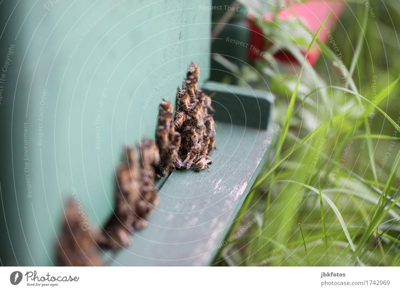 Bienen Lebensmittel Ernährung Bioprodukte Lifestyle Freude Glück Freizeit & Hobby Umwelt Natur Tier Klimawandel Nutztier Schwarm beobachten Blühend Essen