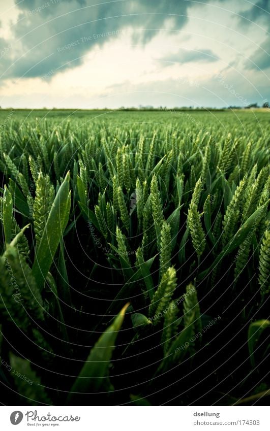 Getreidefeld im saftigen grün bei bewölktem Himmel Farbfoto Außenaufnahme Menschenleer Textfreiraum oben Abend Schatten Kontrast Starke Tiefenschärfe Weitwinkel