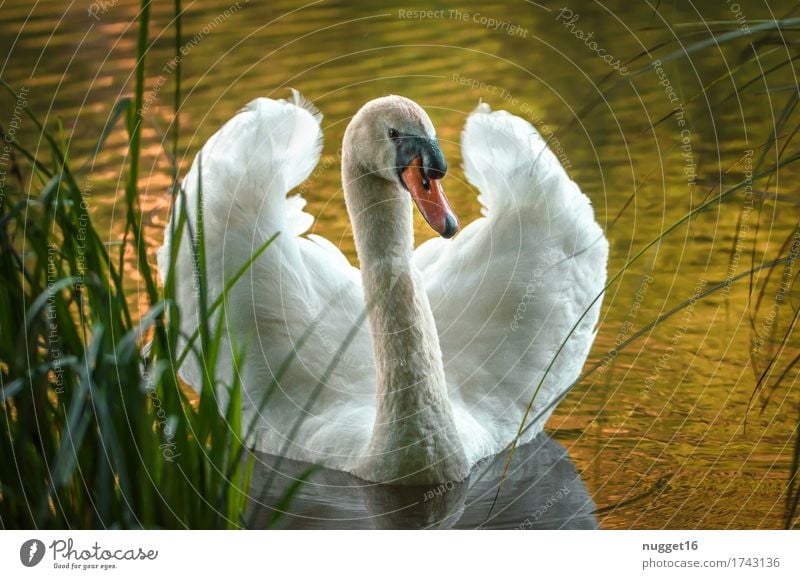 morgens am Weiher Tier Wildtier Vogel Tiergesicht Flügel Schwan 1 Schwimmen & Baden ästhetisch fantastisch Neugier gelb grün orange schwarz weiß Tierliebe schön