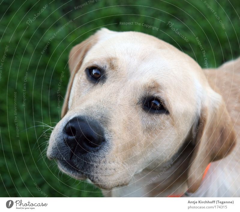 Noni Farbfoto Außenaufnahme Tag Dämmerung Vogelperspektive Tierporträt Blick in die Kamera Garten Sommer Schönes Wetter Gras Haustier Hund Tiergesicht 1