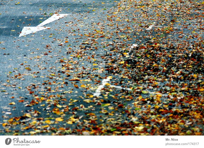 laub parken Menschenleer Umwelt Herbst Wetter Wind Blatt Verkehrswege Straßenverkehr Wege & Pfade Zeichen Verkehrszeichen Linie Pfeil Geschwindigkeit