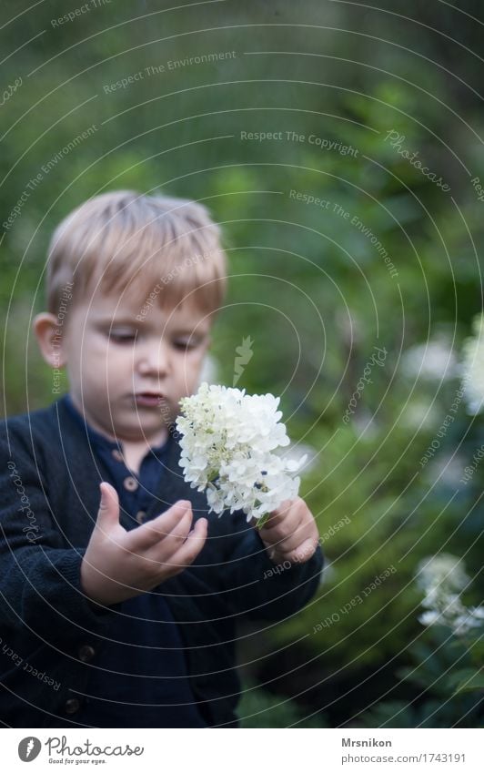 Für Mama Kleinkind Junge Kindheit Leben 1 Mensch 1-3 Jahre Blick Blume Hortensie Hortensienblüte pflücken Garten kindlich grün blond Außenaufnahme Muttertag