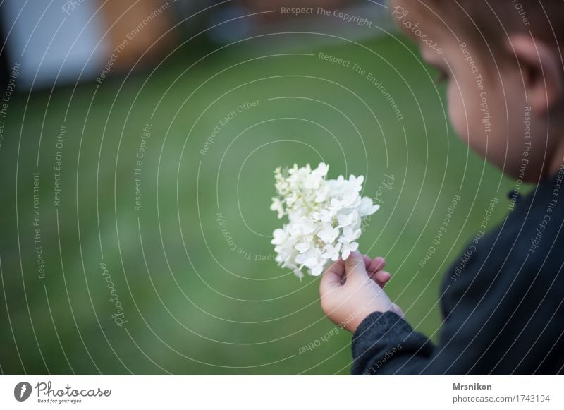 Hortensie Kind Kleinkind Junge Hand 1 Mensch 1-3 Jahre stehen festhalten pflücken Blume Hortensienblüte Blüte Rispenblüte Garten Sommer Außenaufnahme Kindheit