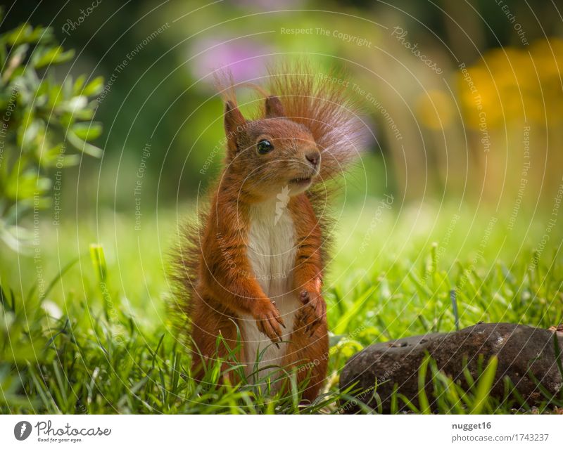 my little friend Natur Tier Gras Sträucher Garten Wiese Wildtier Tiergesicht Fell Krallen Pfote Eichhörnchen 1 Tierjunges beobachten Blick stehen ästhetisch