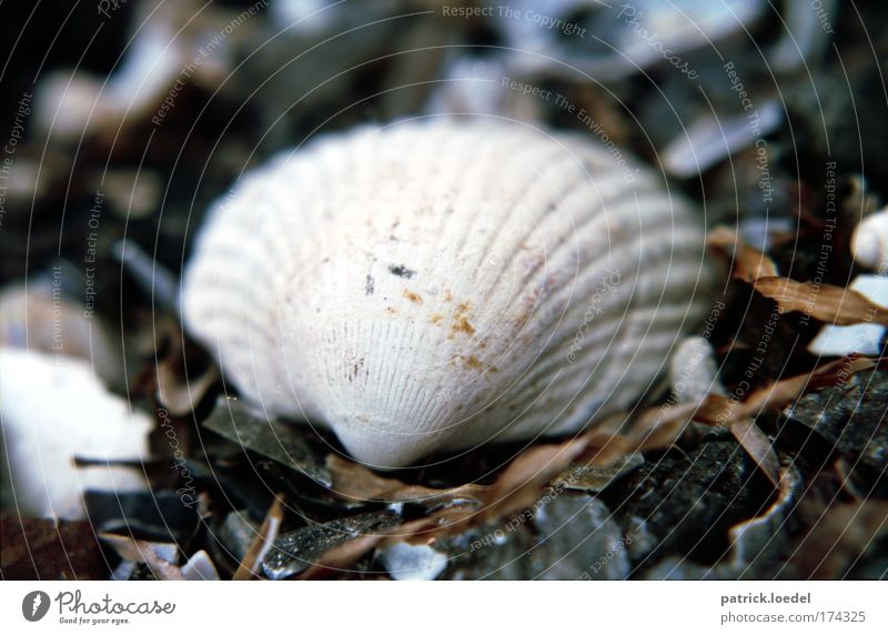 [KI09] Muschelschubsen Farbfoto Gedeckte Farben Außenaufnahme Menschenleer Schwache Tiefenschärfe Natur weiß Muschelschale Makroaufnahme Außenseite 1 einzeln