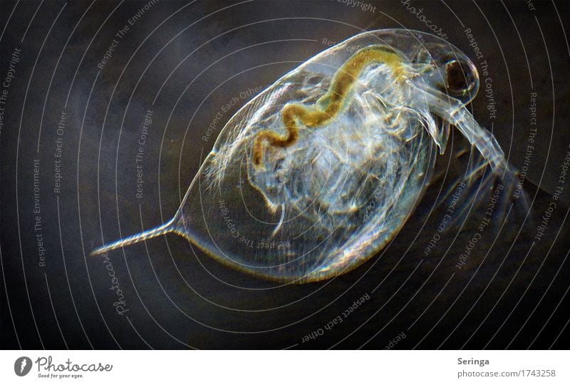 Brustschwimmen Fotokamera Wissenschaften Teich See Bach Fluss Tier Wildtier Tiergesicht Aquarium 1 Lupe Mikroskop Wasser Schwimmen & Baden gelb grün orange