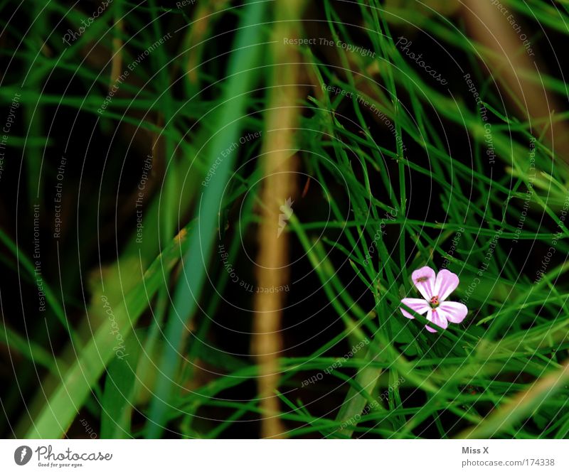 Unscheinbar Farbfoto mehrfarbig Außenaufnahme Nahaufnahme Detailaufnahme Makroaufnahme Menschenleer Umwelt Natur Sommer Pflanze Blüte Feld Wachstum Duft dunkel